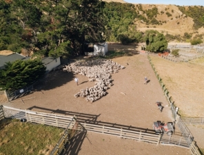 sheep in pens